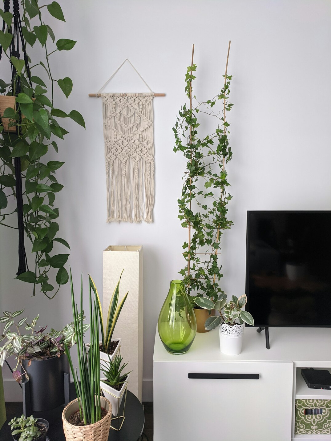 indoor plants in living room