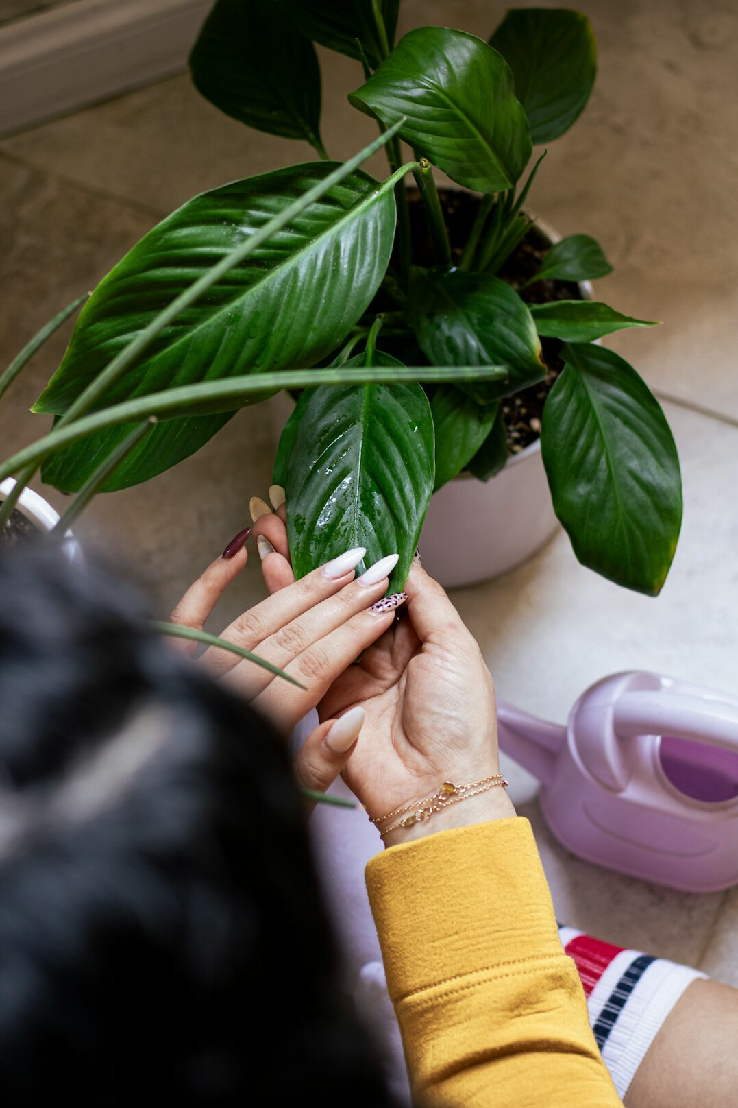 watering houseplants