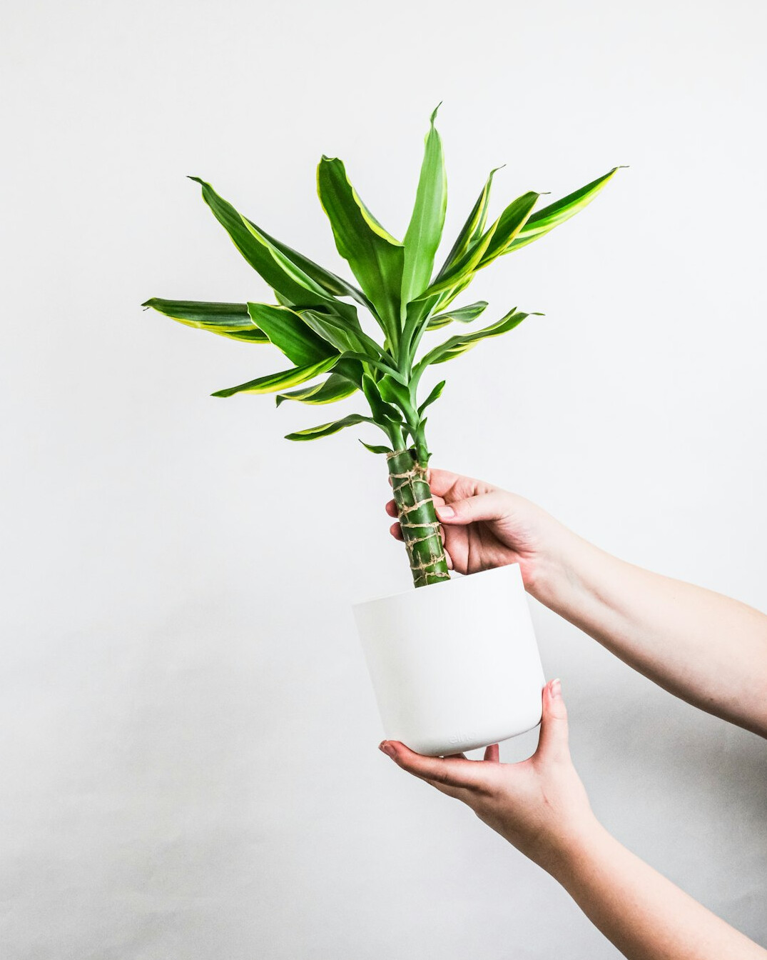 person repotting houseplant