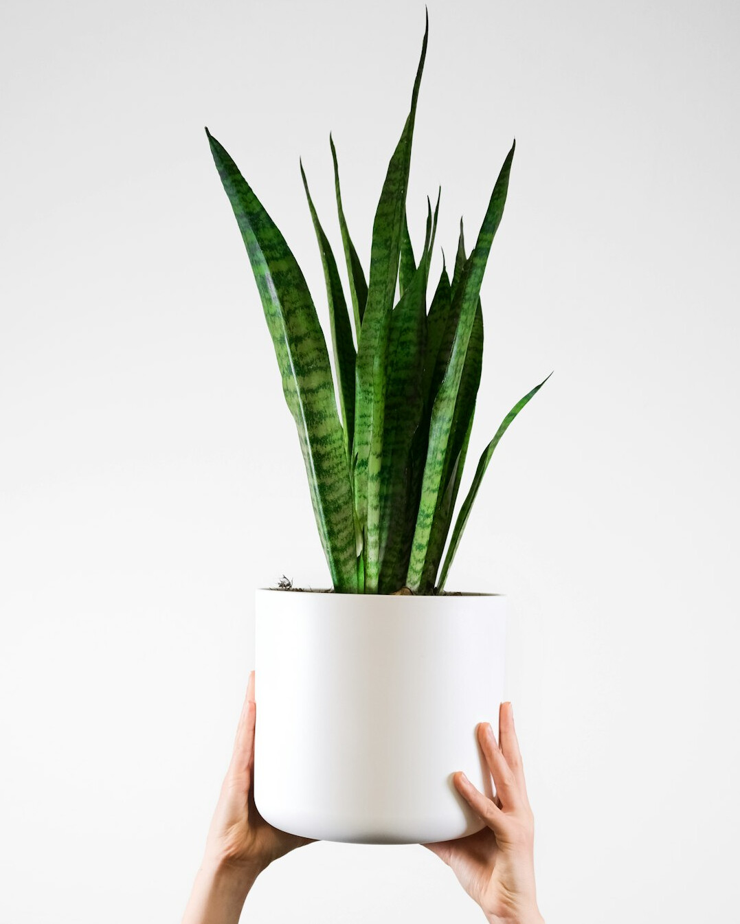 snake plant in pot