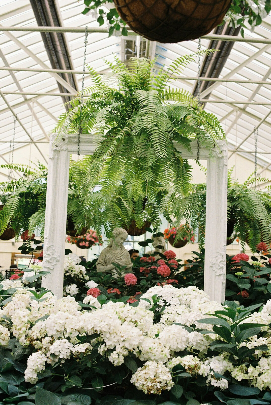 hanging plants from ceiling
