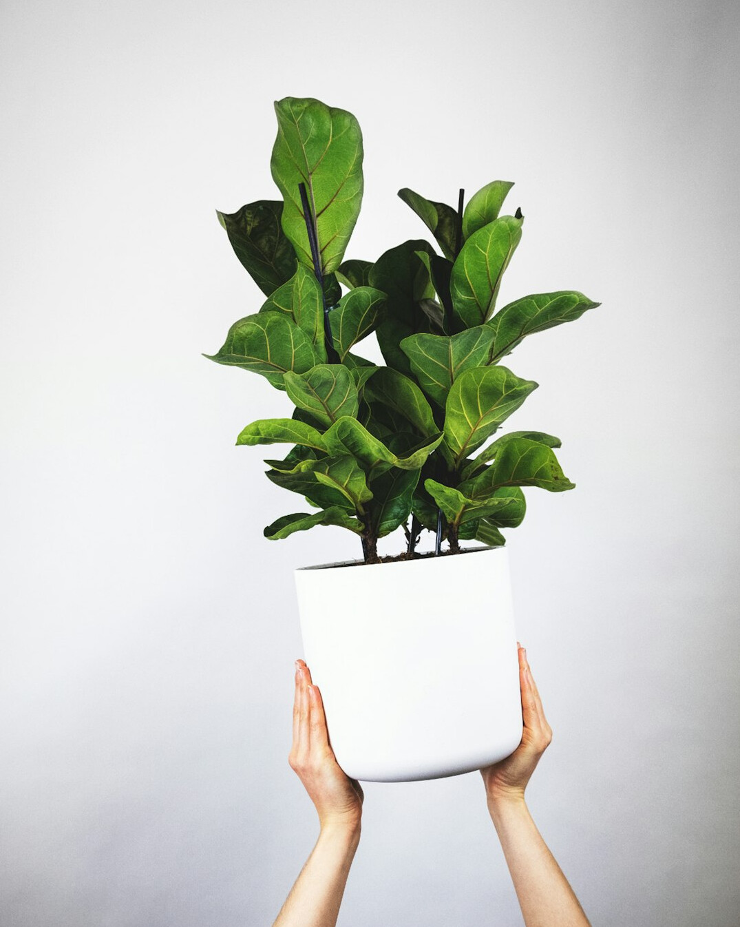 indoor plant in pot