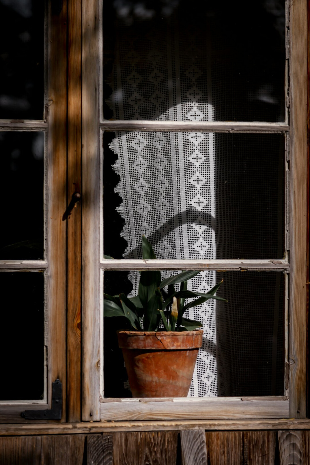 indoor plants on windowsill