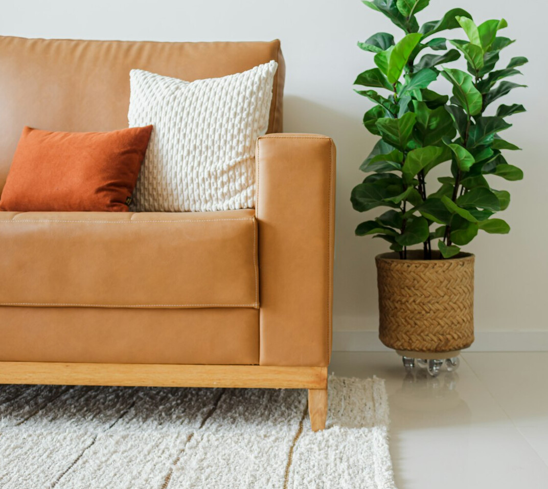 snake plant in living room