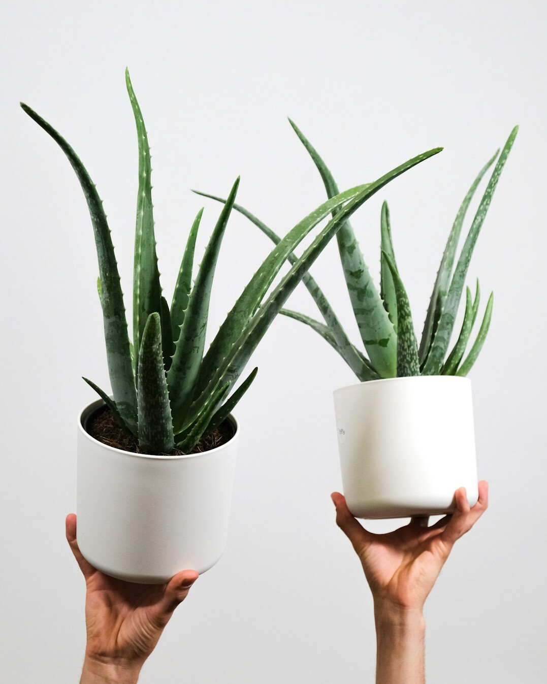 aloe vera plant pot