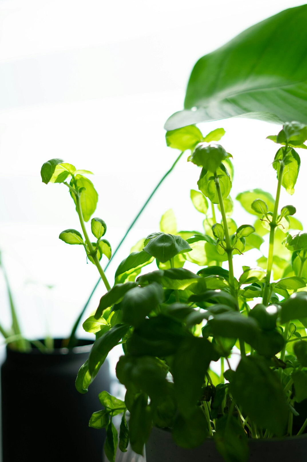 herbs growing in kitchen