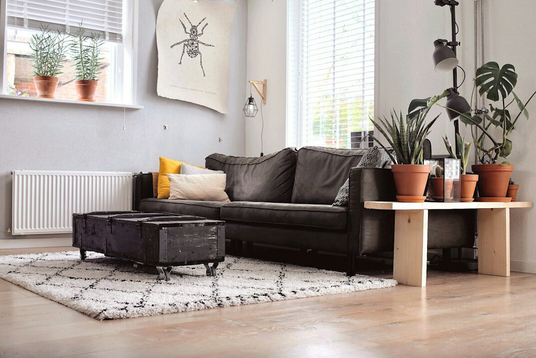 indoor plants in living room