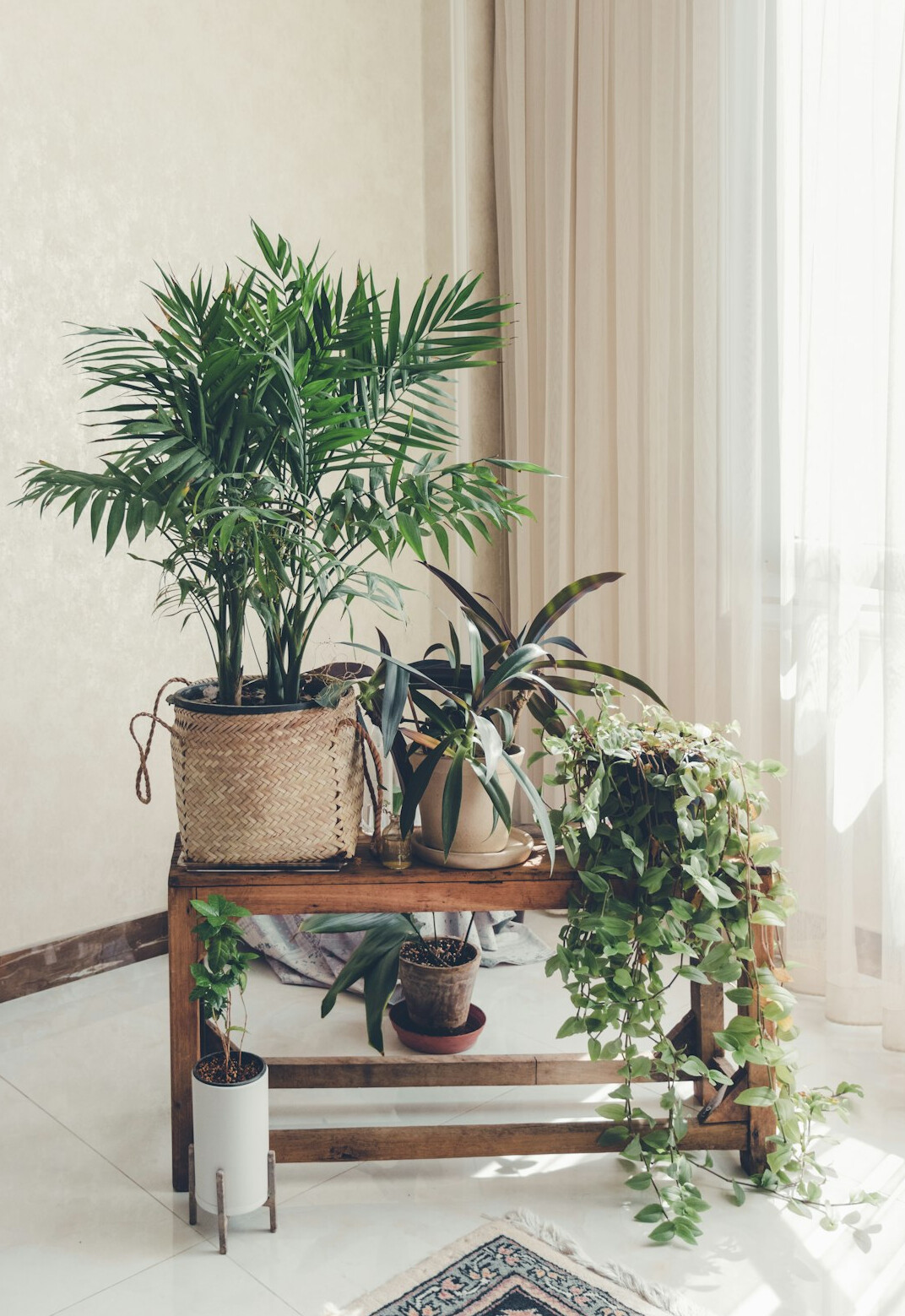 indoor plant in pot