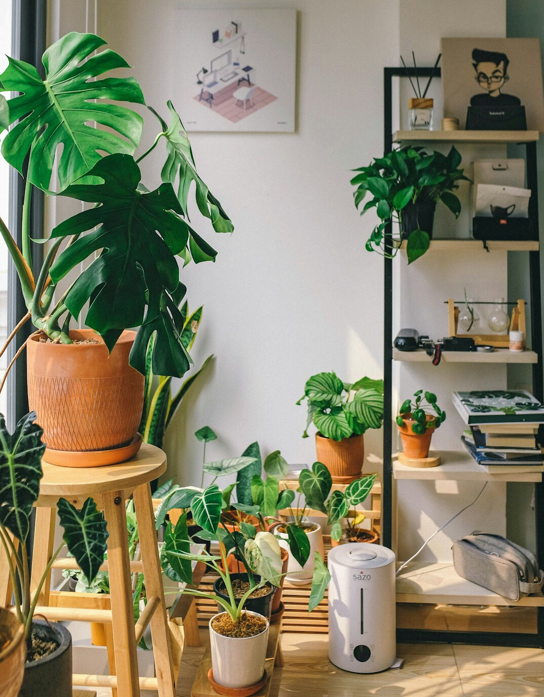 indoor plants collection