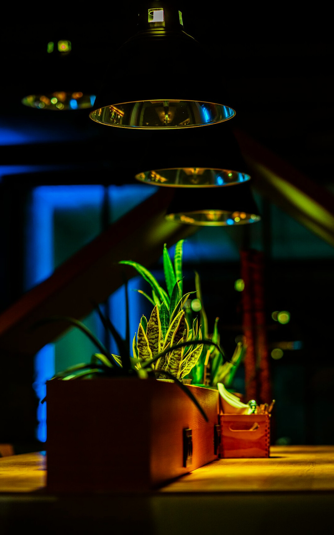 urban indoor garden setup